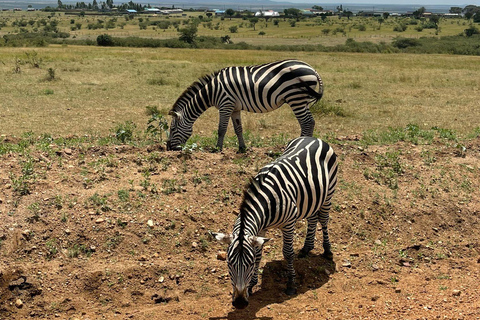 LAKE BOGORIA EN LAKE NAKURU NATIONAAL PARK: 2 DAGEN SAFARI