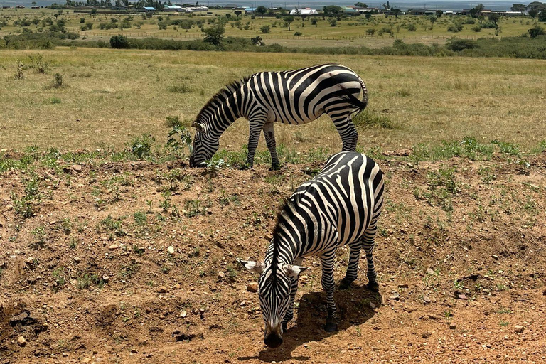 LAKE BOGORIA EN LAKE NAKURU NATIONAAL PARK: 2 DAGEN SAFARI