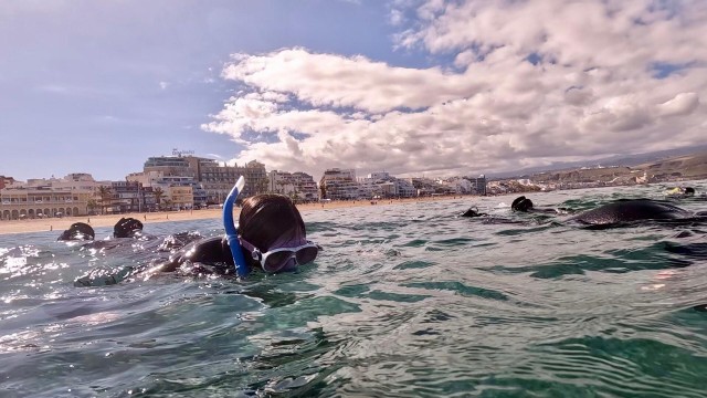 Visit Las Canteras beach snorkelling tour in Las Palmas, Spain
