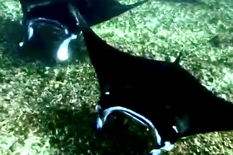 Bali: Komodo Island One Day Trip with Flights and Snorkeling