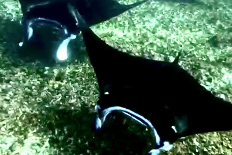 Bali: Komodo Island One Day Trip with Flights and Snorkeling