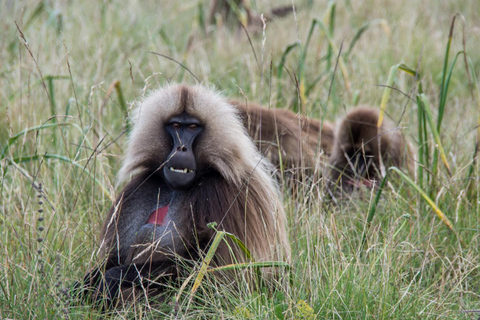 Addis Abeba: Simien Mountains Trekking Tour mit FlügenAddis Abeba: Trekking in den Simien Mountains mit Flügen