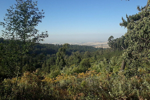 From Addis Ababa: Menagesha Suba Forest Hike with Picnic