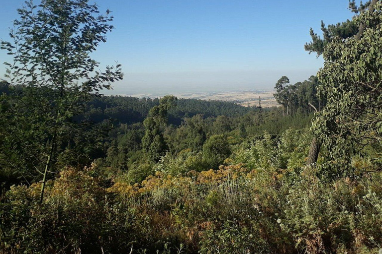 From Addis Ababa: Menagesha Suba Forest Hike with Picnic