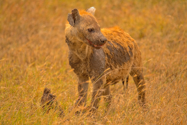 Zanzibar: safari a Saadani e fauna selvatica sull'oceano con voloDa Zanzibar: safari a Saadani in traghetto e ritorno in volo