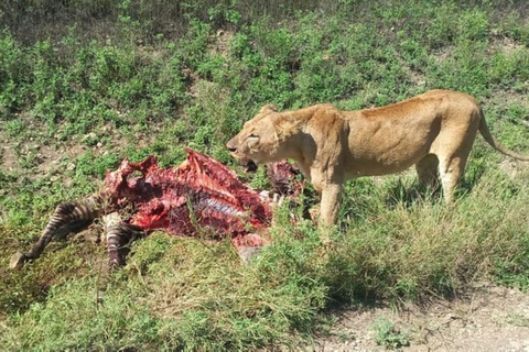 Nairobi: Wycieczka 1-dniowa do Parku Narodowego Amboseli z Wioską Masajów