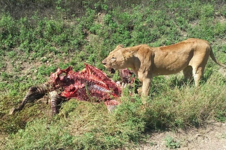 Nairobi : Excursion d&#039;une journée dans le parc national d&#039;Amboseli avec village Masai