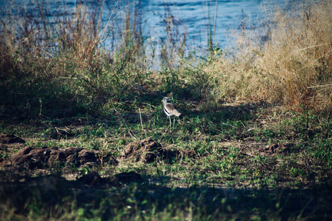 Livingstone: Mosi-oa-Tunya National Park Birdwatching Tour