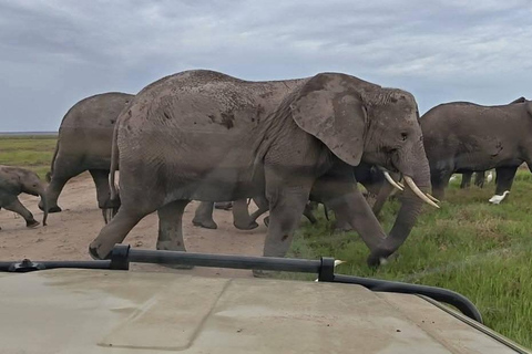 3-day Amboseli & SaltLick Safar: Kilimanjaro View & Treetop