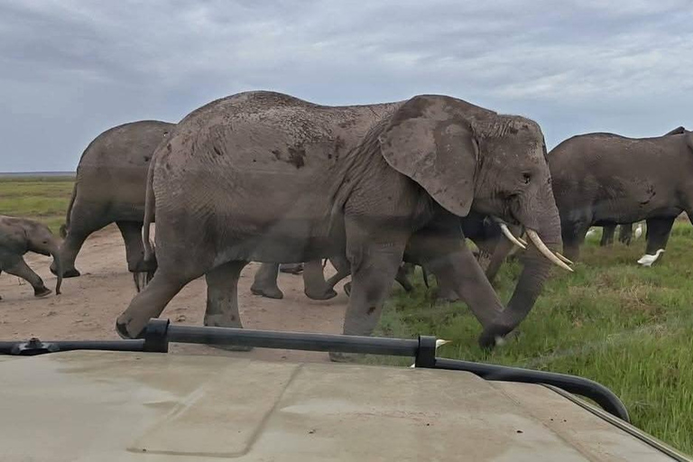 3-day Amboseli & SaltLick Safar: Kilimanjaro View & Treetop