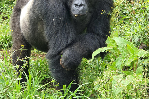 4-dagars vandring med gorillor och schimpanser i Rwanda och Kongo