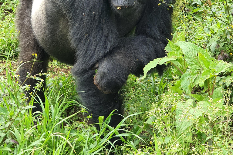 4-dagars vandring med gorillor och schimpanser i Rwanda och Kongo