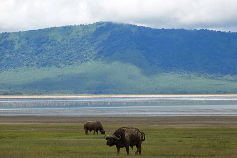 恩戈罗恩戈罗火山口一日旅行（含游猎）