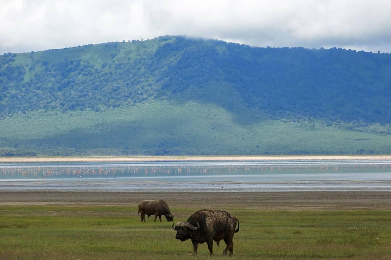 恩戈罗恩戈罗火山口一日旅行（含游猎）