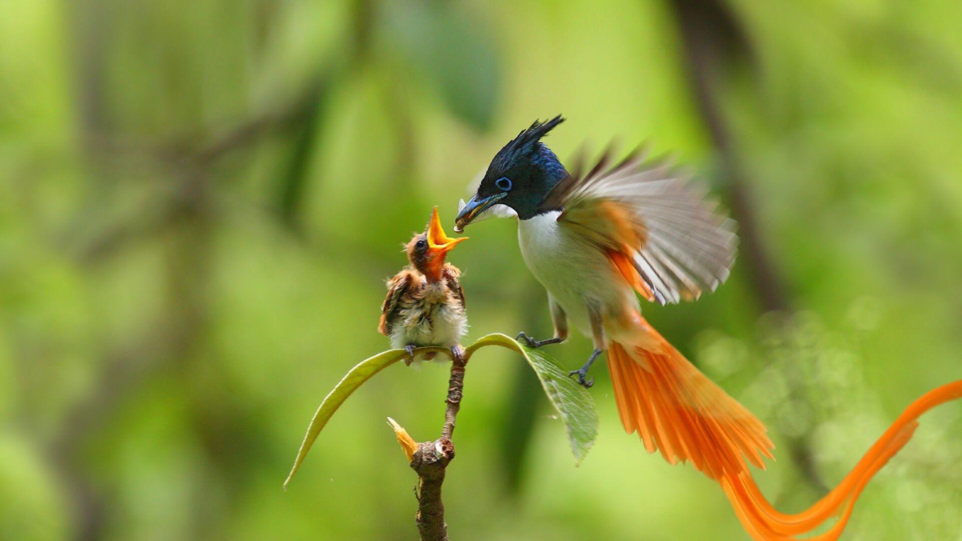 Ab Negombo: Bootstour mit Vogelbeobachtung im Muthurajawela-Feuchtgebiet