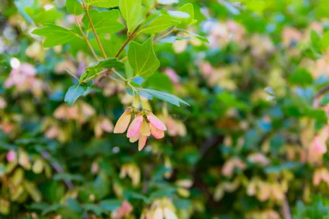 Herbalism and Wildlife (Small group experience)