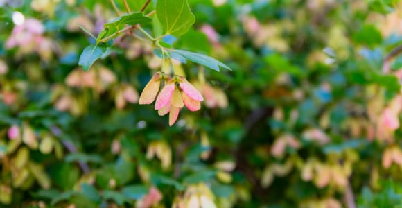 Naxos: Herbalism and Wildlife Guided Small Group Tour
