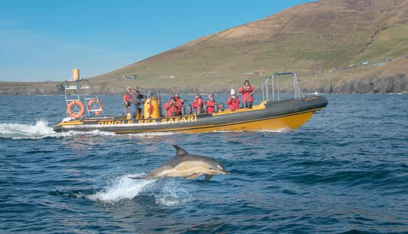 Dingle Sea Safari Rib Ride