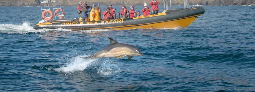 Dingle : Safari en mer en bateau pneumatique