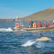 Dingle: Sea Safari by RIB Boat Dingle: Sea Safari by RIB Boat