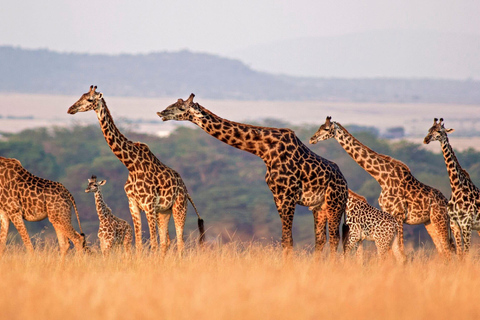 Arusha: 7-Day Safari to Tarangire, Serengeti, and Ngorongoro 7 Days - Tarangire, Serengeti and Ngorongoro Crater