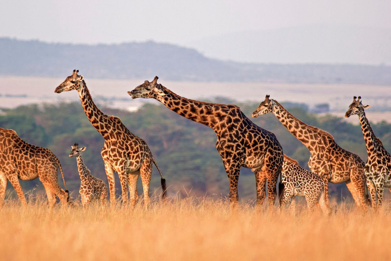 Arusha: 7-Day Safari to Tarangire, Serengeti, and Ngorongoro 7 Days - Tarangire, Serengeti and Ngorongoro Crater