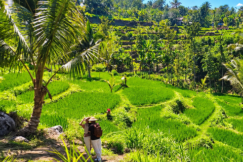 Lombok: Black Langur, Rice Fields & Sarang Walet Falls Sukarara, Black Langur, Rice Fields & Sarang Walet Falls