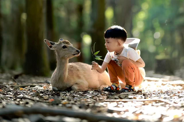 Nara: Secret Photo Tour & Deer Whisperer 3-Hour Private Photoshoot & Deer Interaction