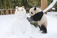 Vanuit Seoul, Everland Admission Ticket met Transfer - Hizvo