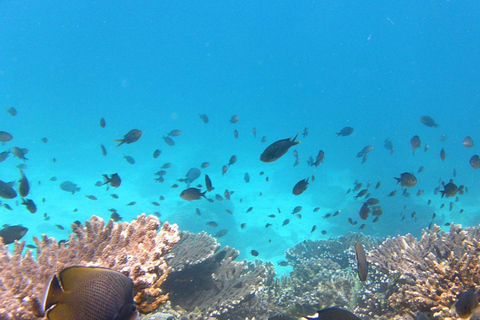 Daymaniyat Snorkeling with Photography & Onboard Ambience