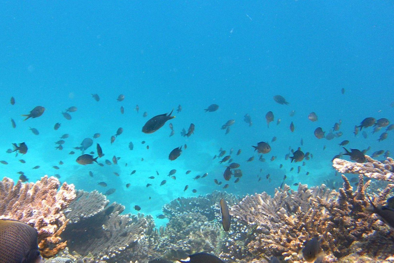 Daymaniyat Snorkeling with Photography & Onboard Ambience