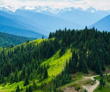 Seattle: Olympic National Park Day Tour & Scenic State Ferry