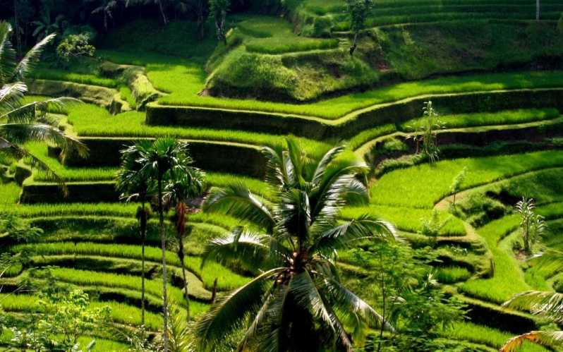Bali: Ubud Highlights Private Tour with Transfers