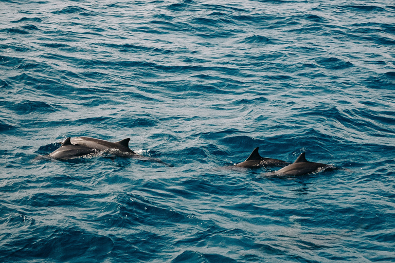 桑给巴尔：与海豚一起游泳，在珊瑚礁浮潜（以尊重的方式）桑给巴尔：与海豚同游，珊瑚浮潜（不含接送服务）