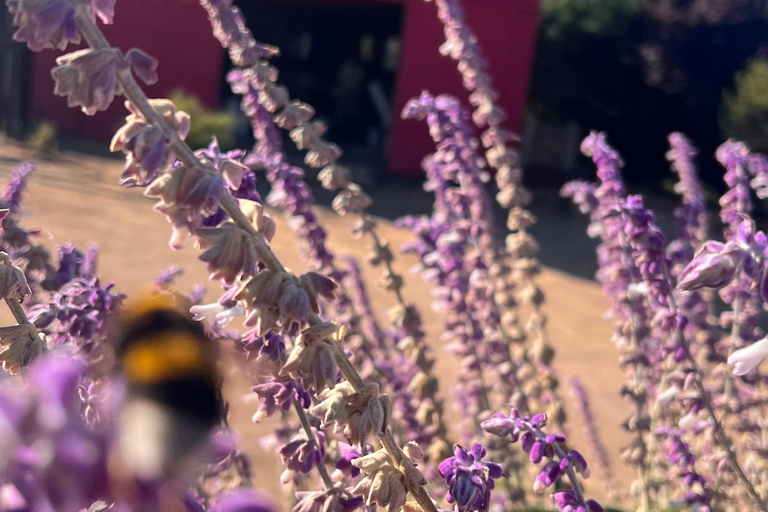 Valparaíso Seguro + Country Tour in Casablanca Pitama Valparaíso Seguro + Countryside Tour in Casablanca Pitama