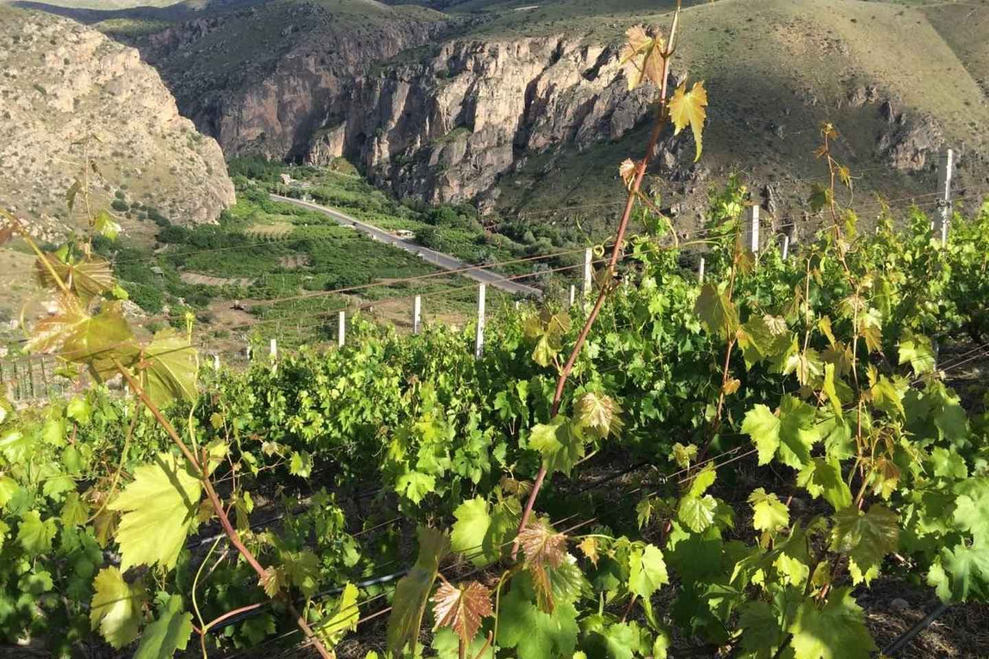 Vayots Dzor Wine Route Day Tour, discover Areni's Wineries