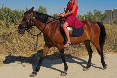 Hammamet: Combo Horse and Camel Ride in Nature Hammamamet: Combo Horse and Camel Ride in Nature