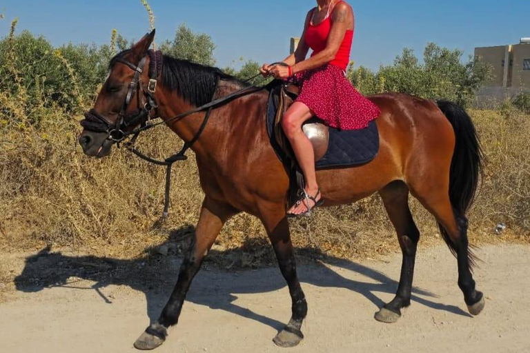 Hammamet: Combo Horse and Camel Ride in Nature Hammamamet: Combo Horse and Camel Ride in Nature