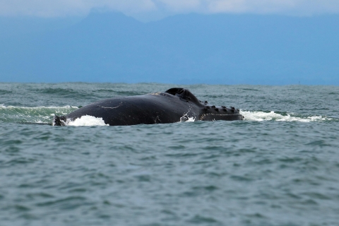 Cali: Walvissen kijken aan de Colombiaanse Pacifische kustCali: walvissen spotten aan de Colombiaanse Pacifische kust