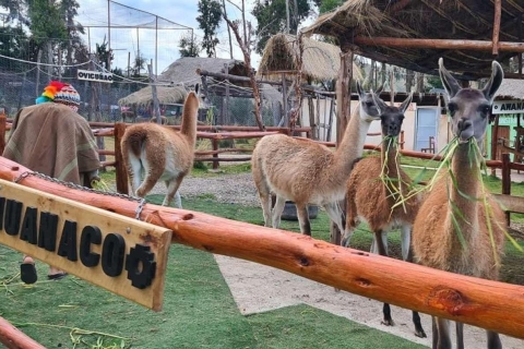 Découvrez une ferme d'élevage d'alpagas et de lamas lors d'une visite guidée avec une boisson chaude.