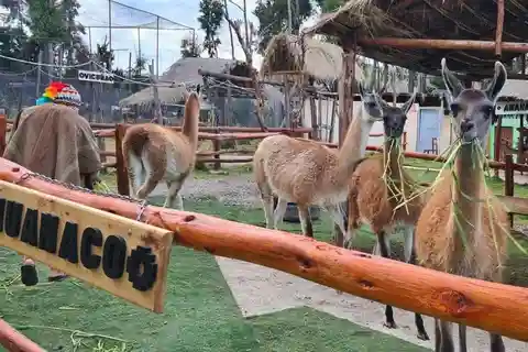 Cusco: Visita a una granja de alpacas y llamas y demostración de tejido