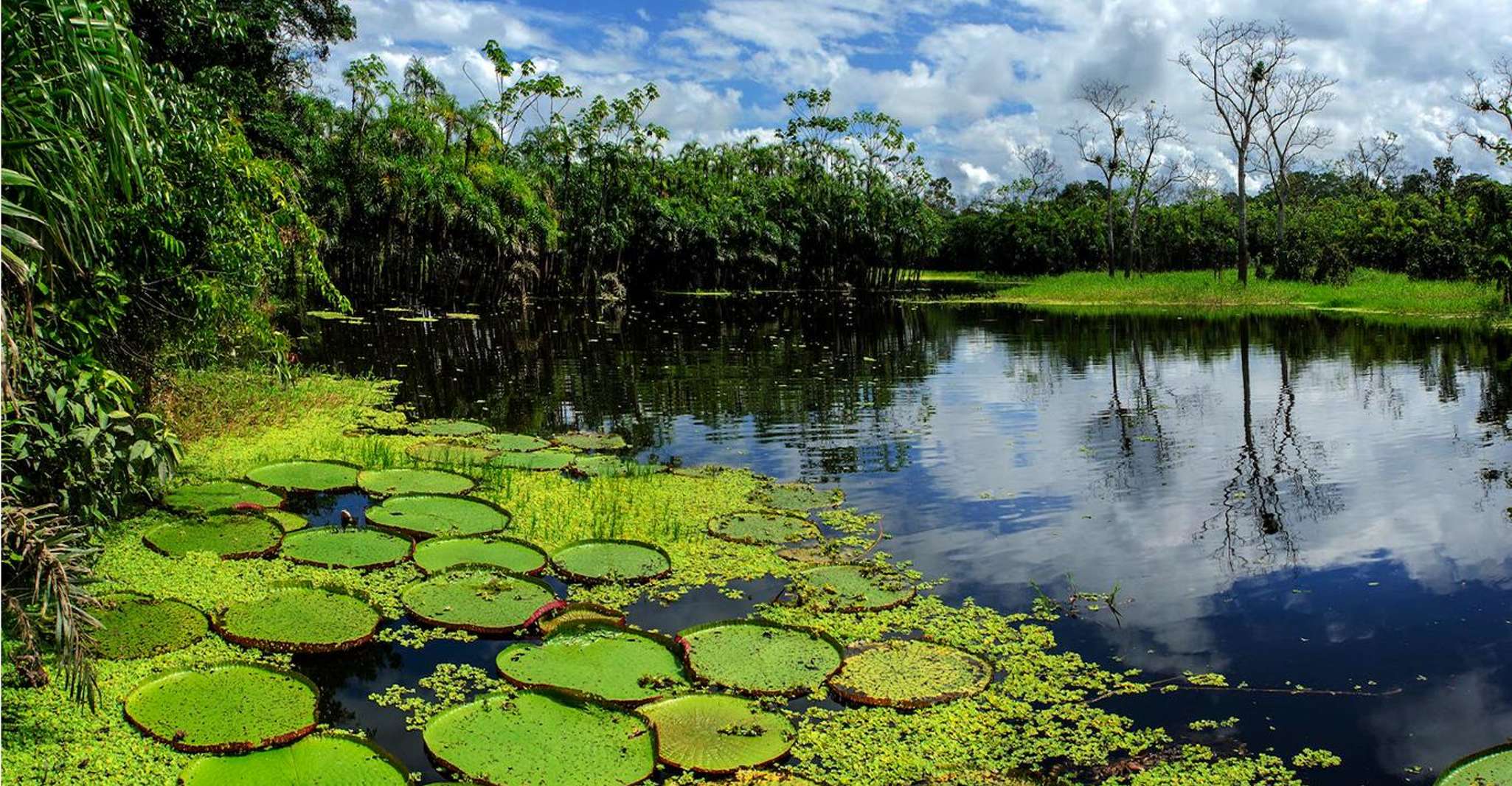 From Iquitos, Full day tour in the Peruvian jungle - Hizvo