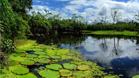 Desde Iquitos, Excursión de día completo por la selva peruana - Hizvo