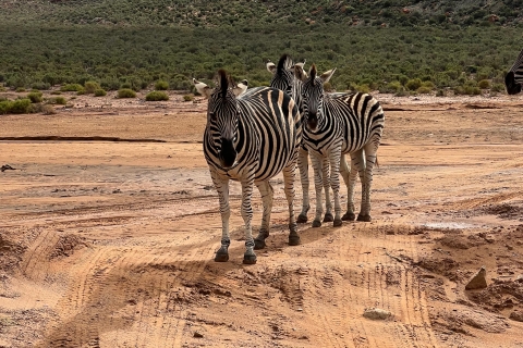 Big-Five Safari-ervaring in de buurt van Kaapstad, Zuid-Afrika