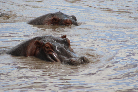 5 Days, Unforgettable Wildlife Safari Experience