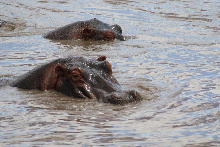 5 Days, Unforgettable Wildlife Safari Experience