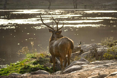 Jaipur Excursión de 2 días al Parque Nacional de Ranthambore con safarisSólo servicios de transporte y guía de CA