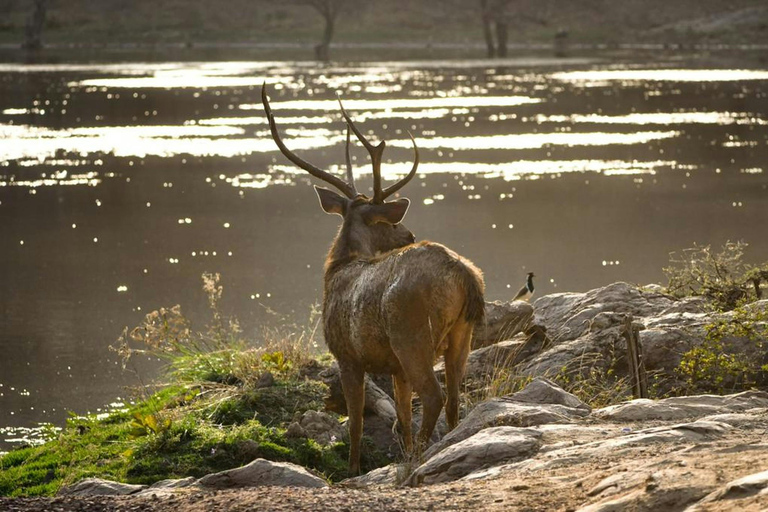 Jaipur: Visita de 2 dias ao Parque Nacional de Ranthambore com SafarisApenas transporte AC e serviços de guia de turismo