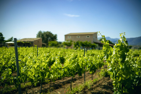 Maiorca: visita alla cantina e degustazione di vini con prodotti maiorchini