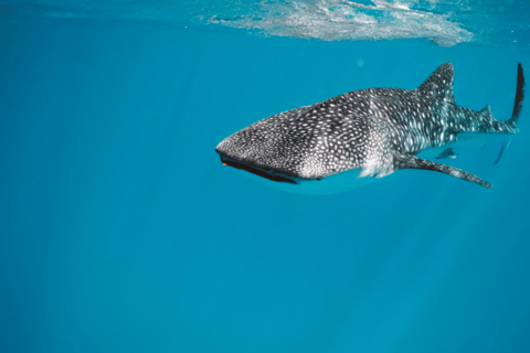 Oman: Discover Scuba Diving Experience